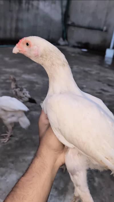 Paper white Heera pair available for sell Whatsapp: 03159640025