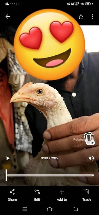 king size german o shamo chicks whatsapp 03168035881