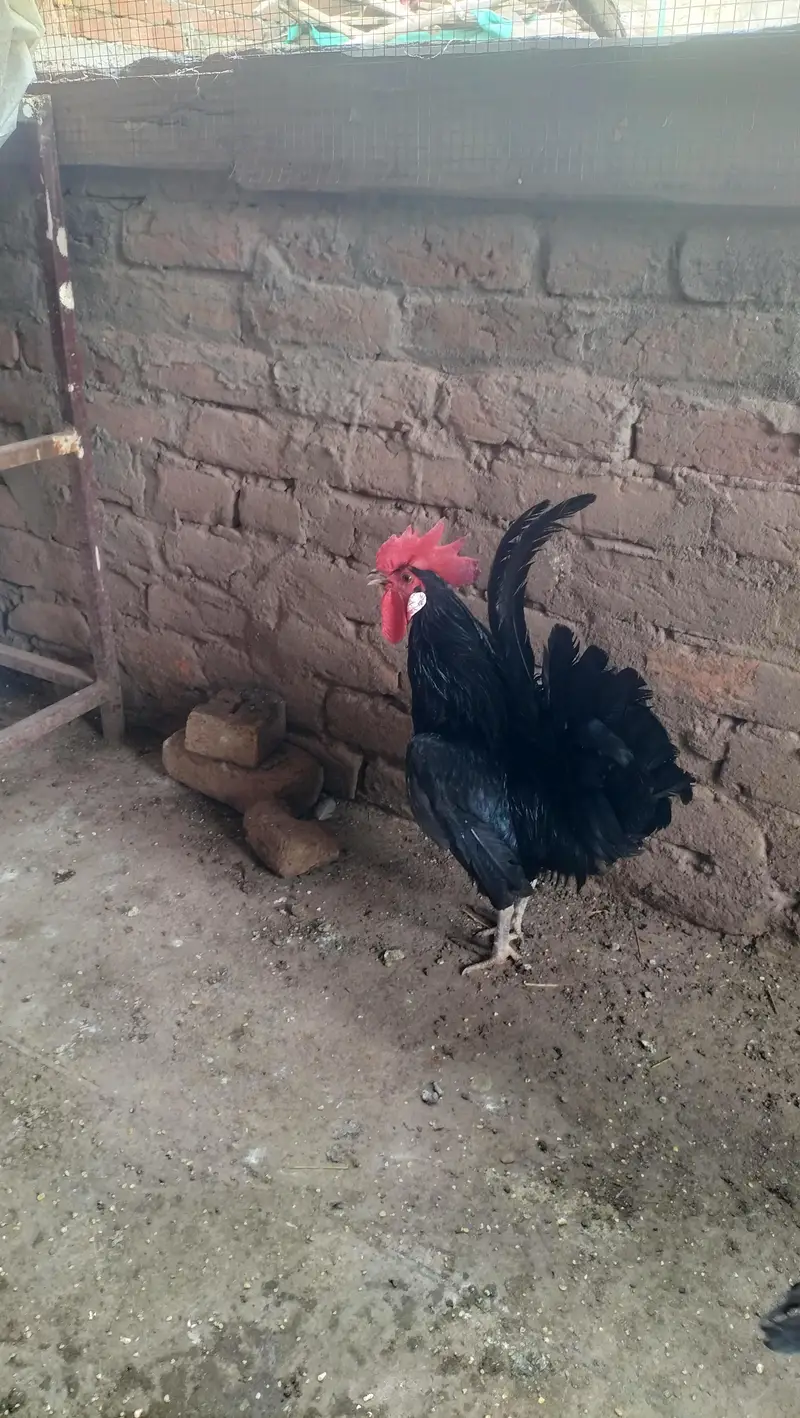 bahi ghar Kay bachay hain — photo 4