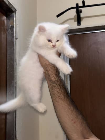 4 Persian cats for sale