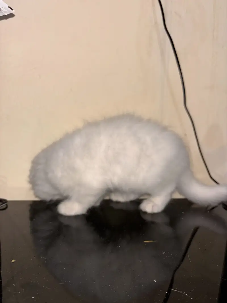 4 Persian cats for sale — photo 2