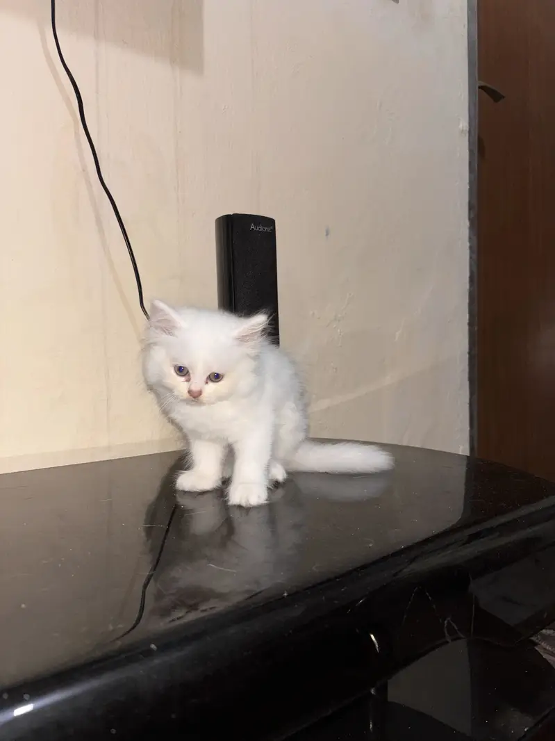 4 Persian cats for sale — photo 3