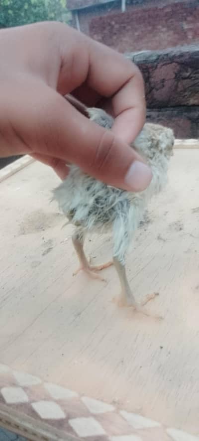 dragon And shamo chicks