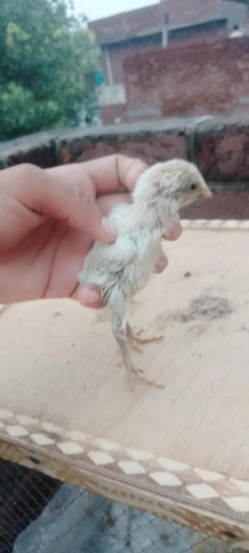 dragon And shamo chicks — photo 3