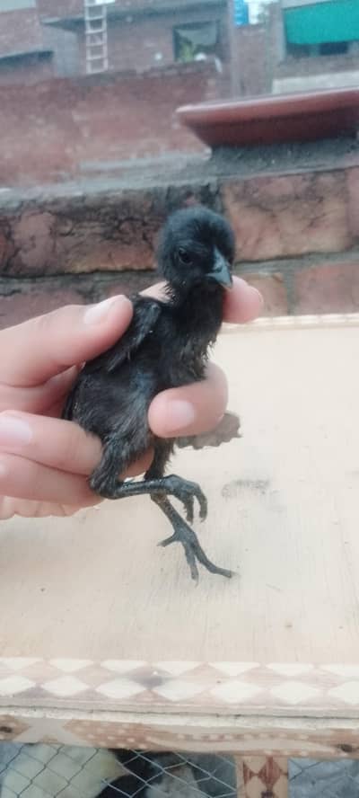 dragon And shamo chicks