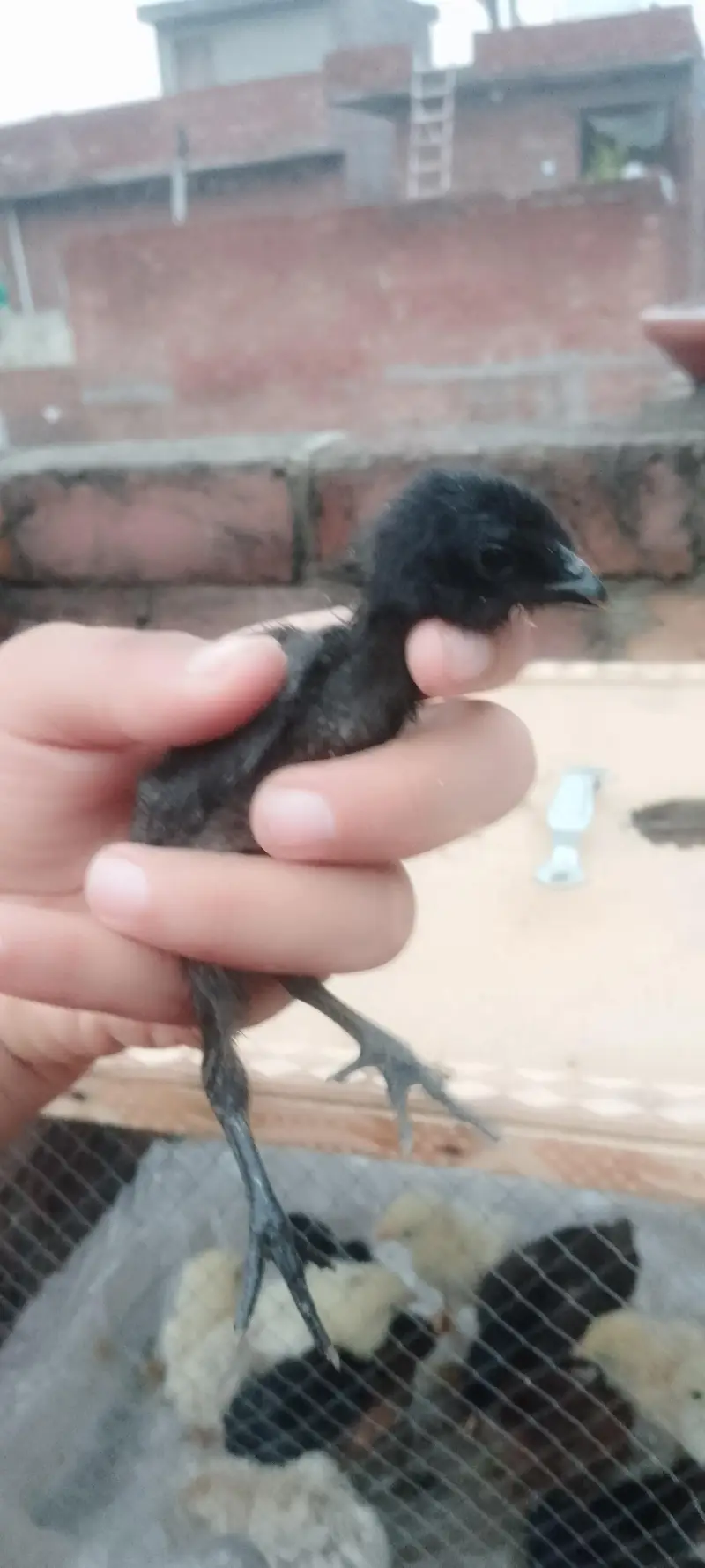 dragon And shamo chicks — photo 4