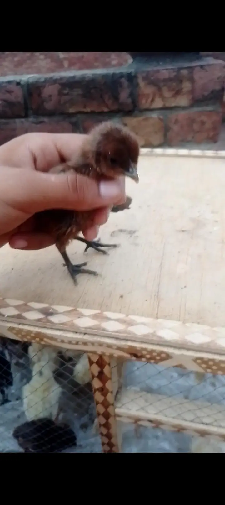 dragon And shamo chicks — photo 5