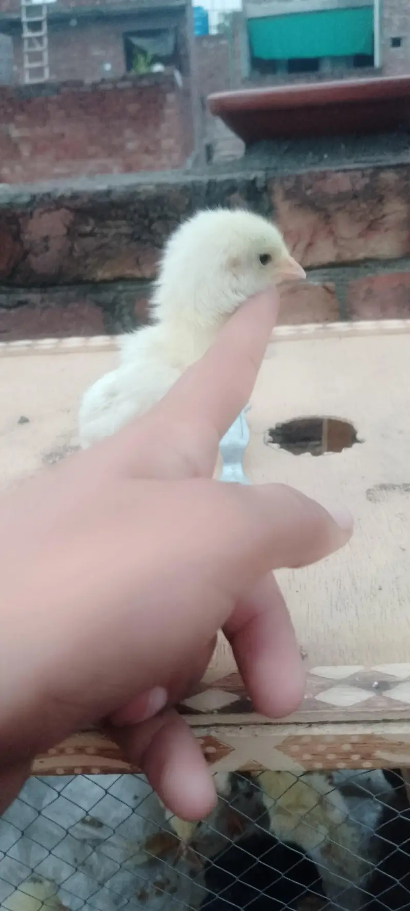 dragon And shamo chicks — photo 8