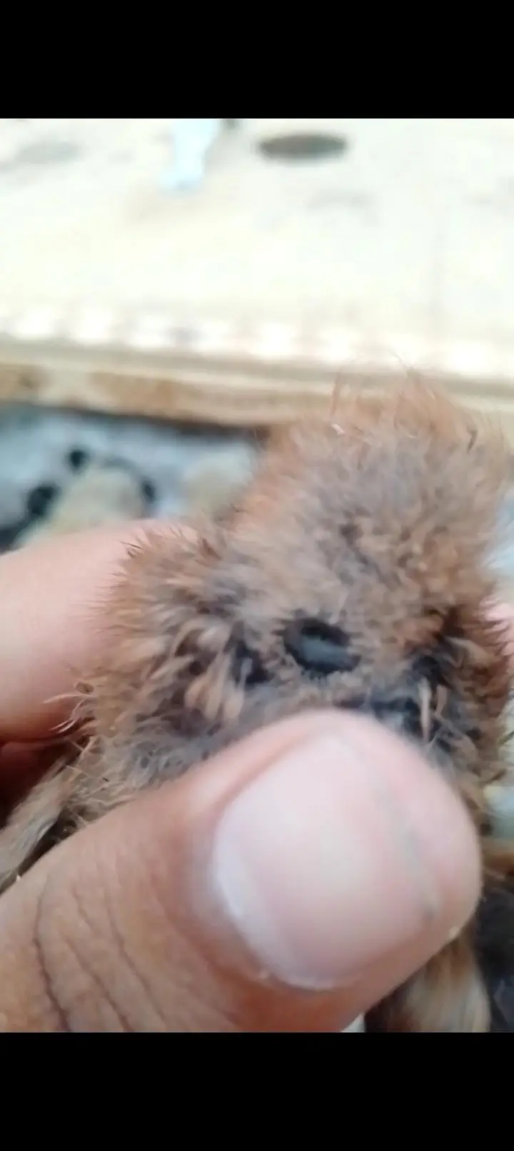 dragon And shamo chicks — photo 9