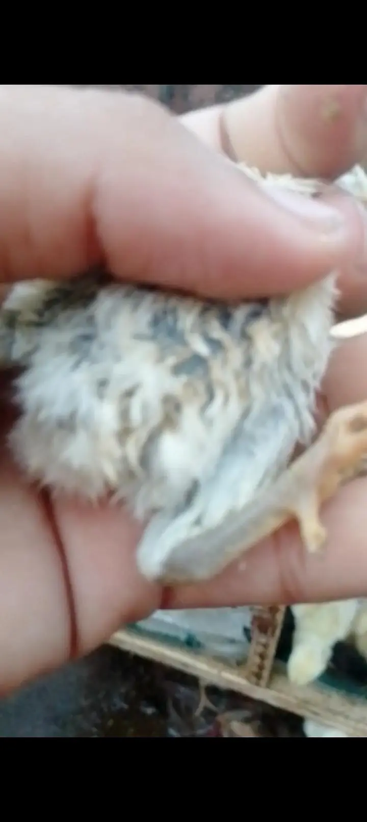 dragon And shamo chicks — photo 10