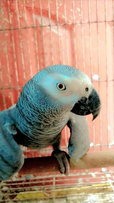 Fully Tame and Talking African Grey Parrot