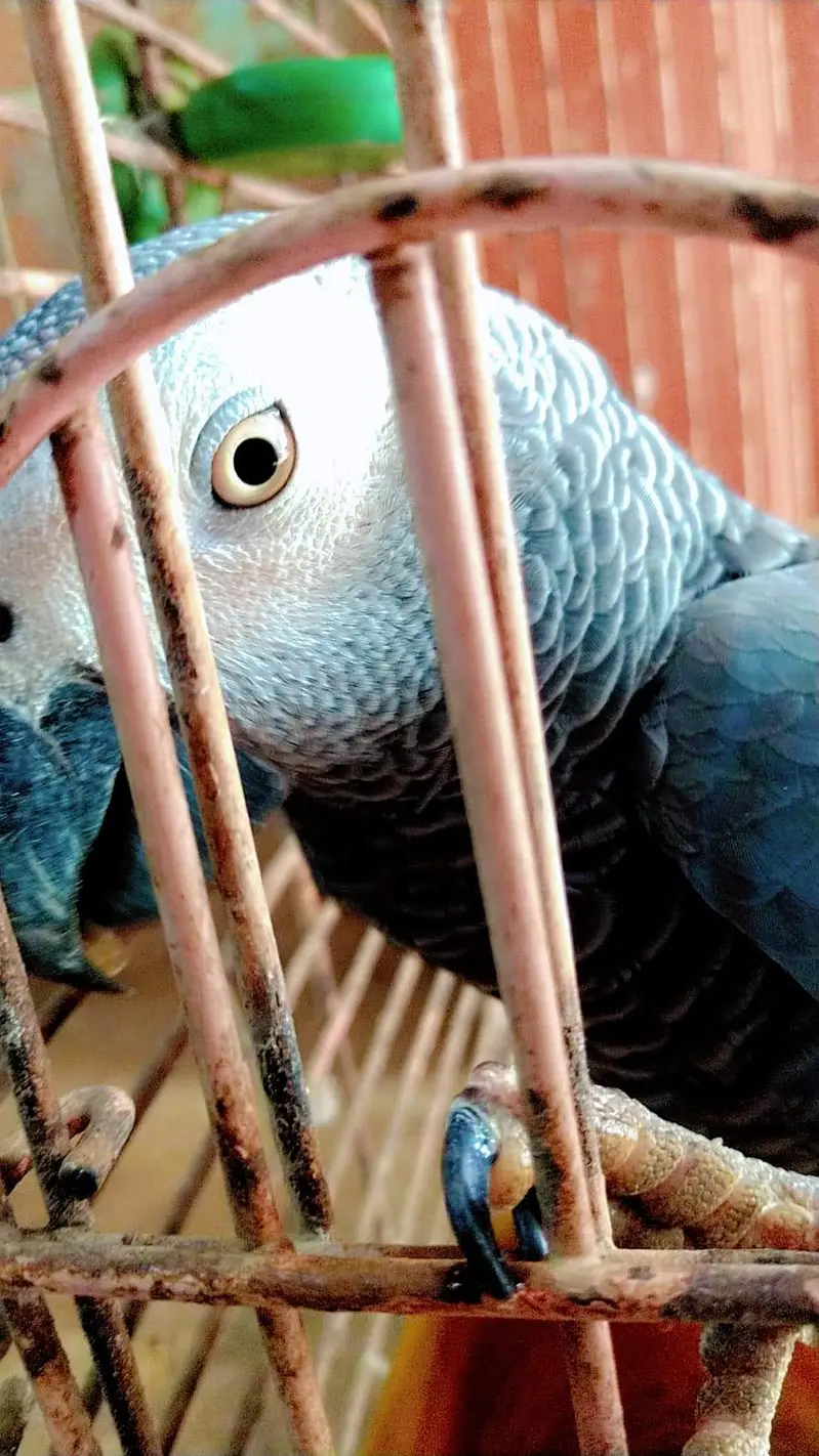 Fully Tame and Talking African Grey Parrot — photo 2