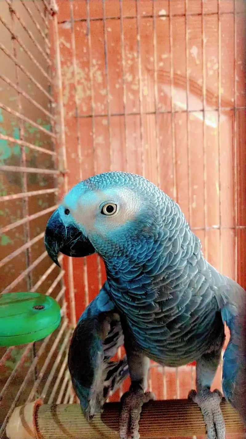 Fully Tame and Talking African Grey Parrot — photo 3
