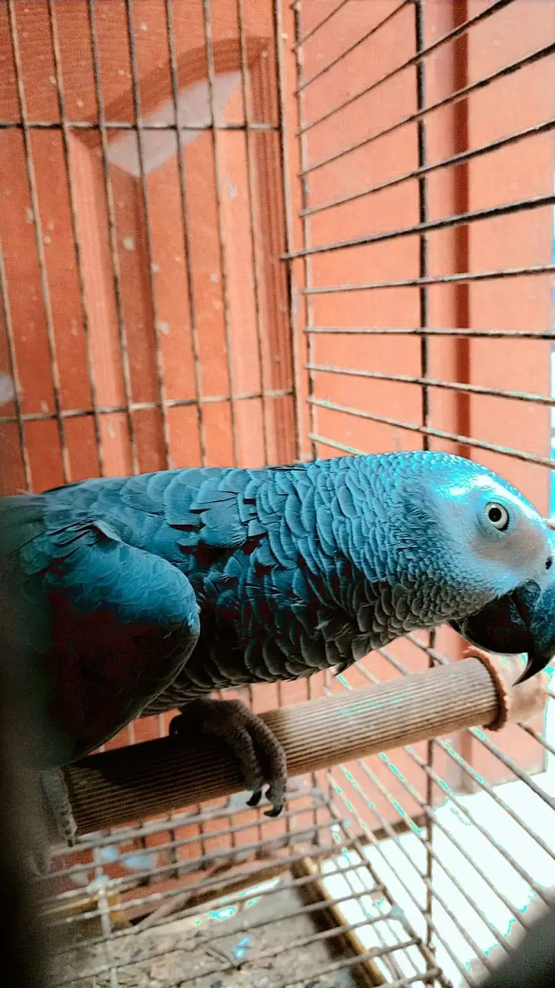 Fully Tame and Talking African Grey Parrot — photo 4
