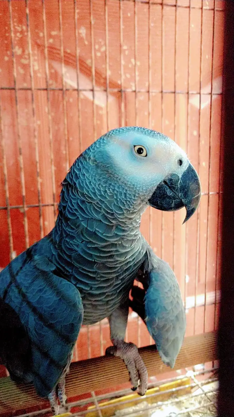 Fully Tame and Talking African Grey Parrot — photo 5