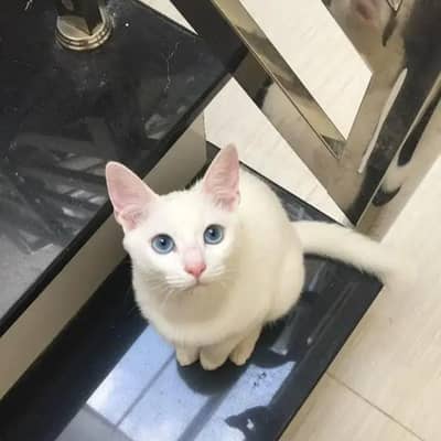 cat pet