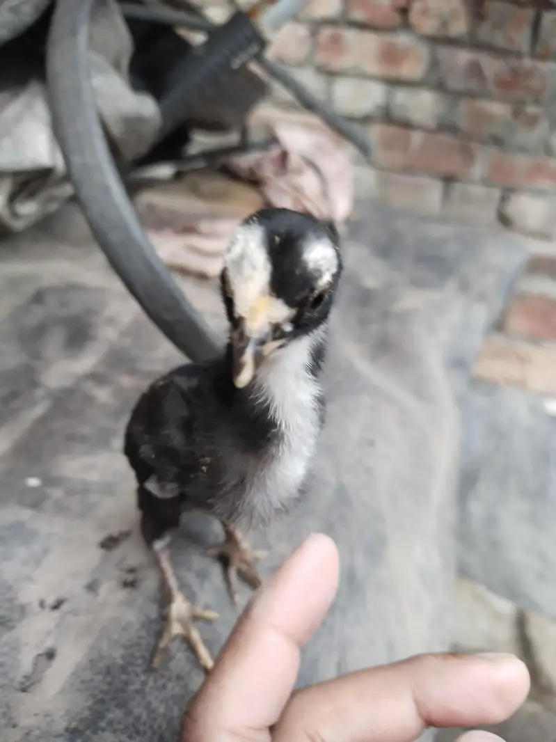 Aseel Chick Mianwali — photo 3