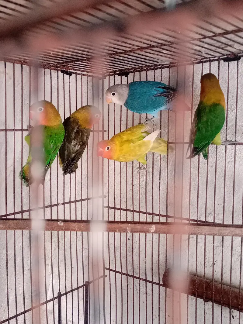 love birds sale — photo 2