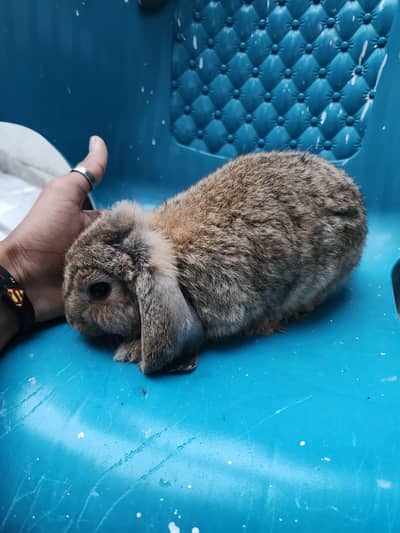 Healthy Rabbit Family for Sale 