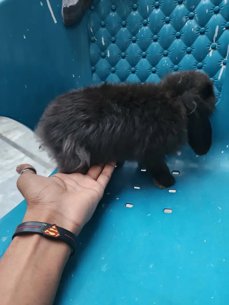 Healthy Rabbit Family for Sale  — photo 2