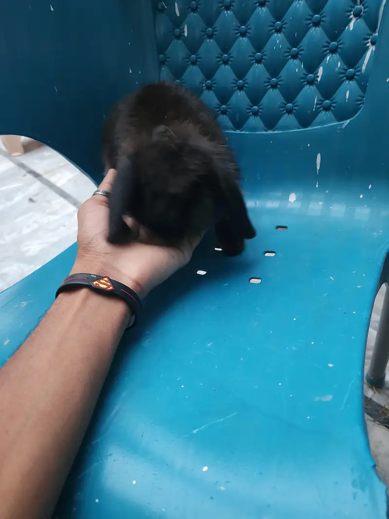 Healthy Rabbit Family for Sale  — photo 3