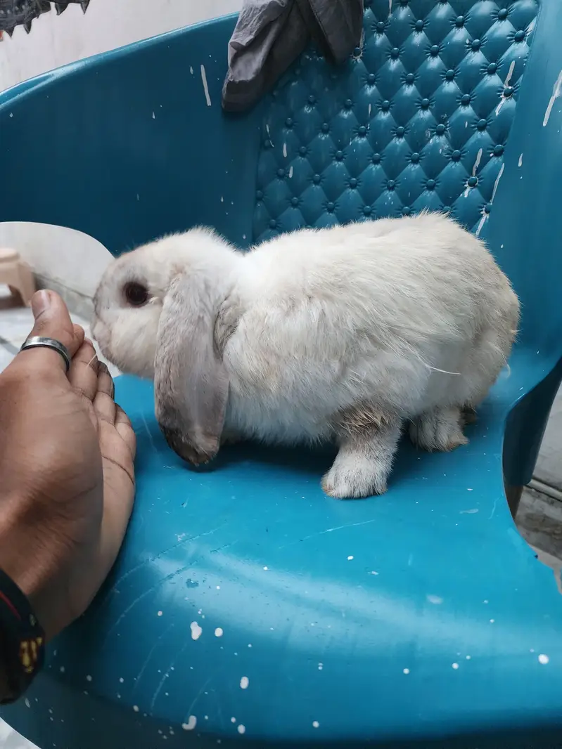Healthy Rabbit Family for Sale  — photo 4
