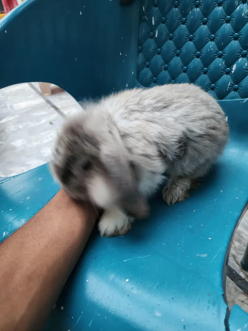 Healthy Rabbit Family for Sale  — photo 6