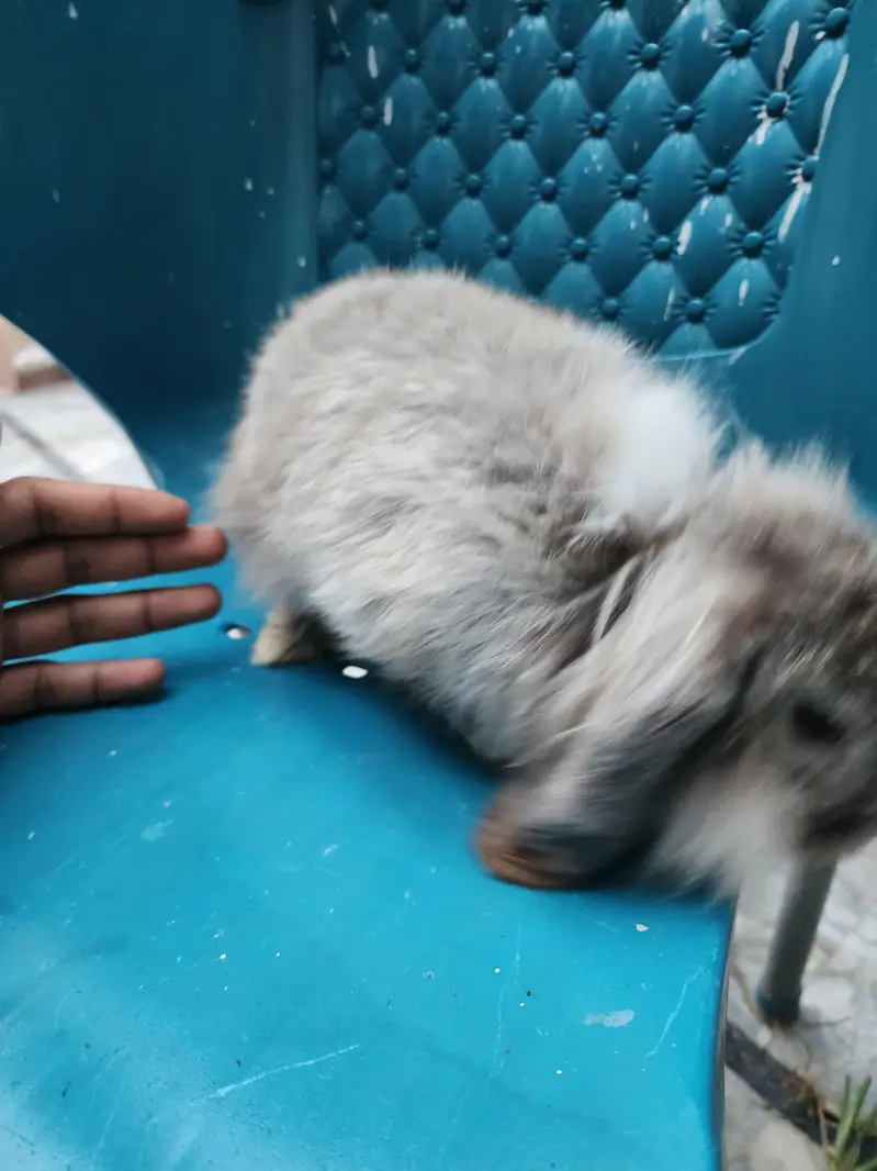 Healthy Rabbit Family for Sale  — photo 7