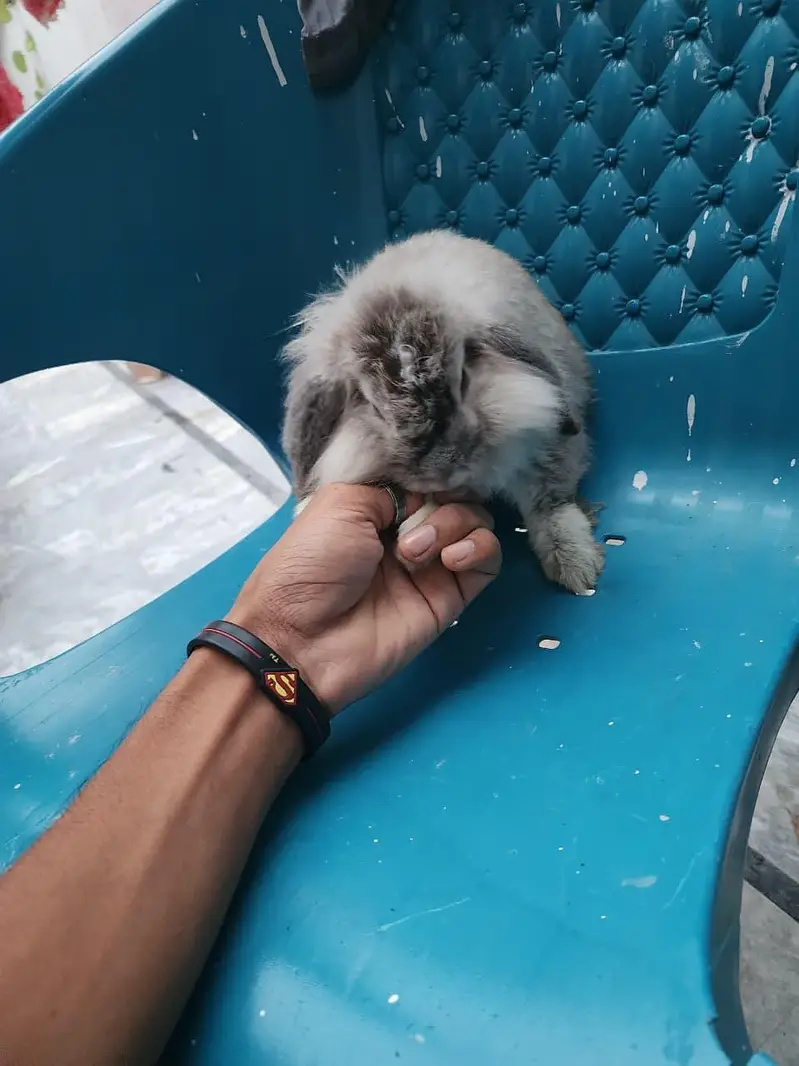 Healthy Rabbit Family for Sale  — photo 8