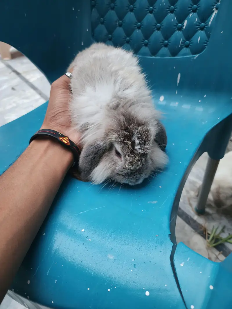 Healthy Rabbit Family for Sale  — photo 9