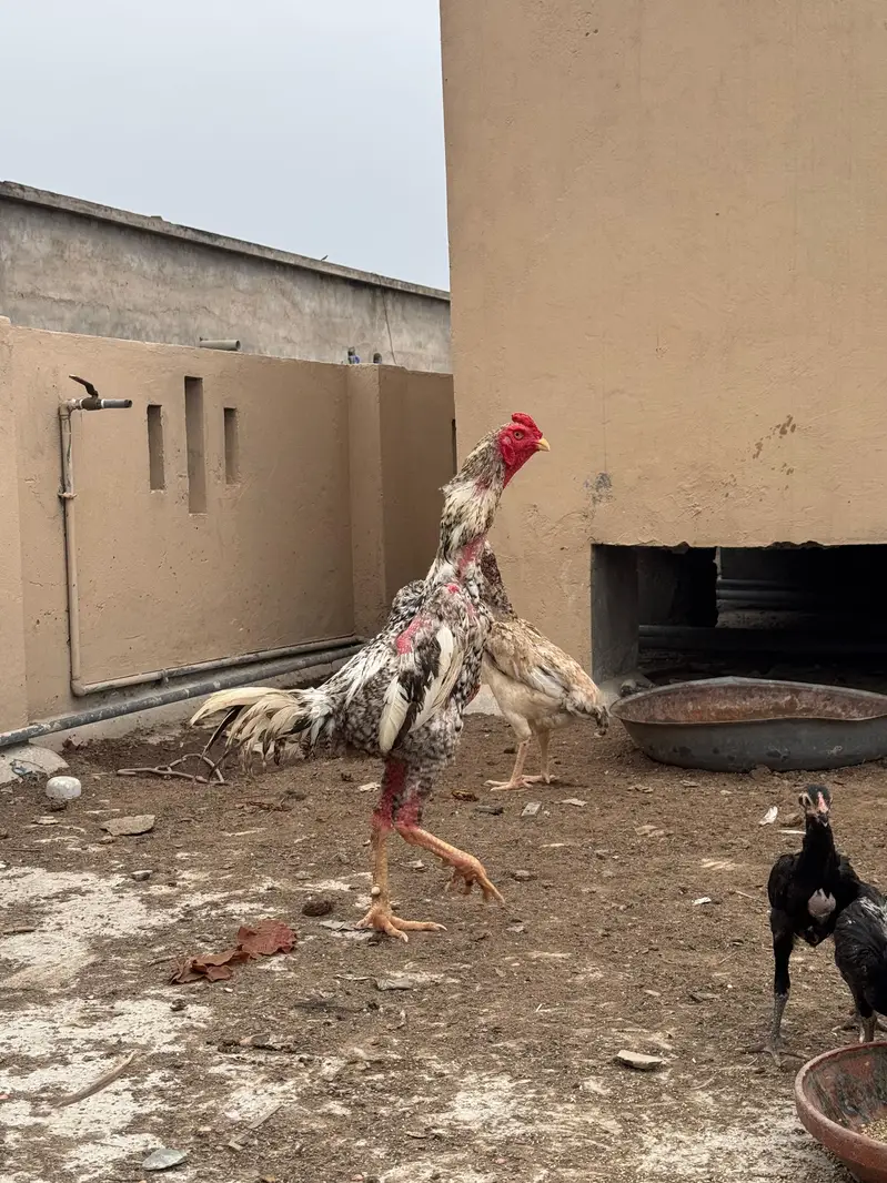 3 Coco King Shamo — photo 2