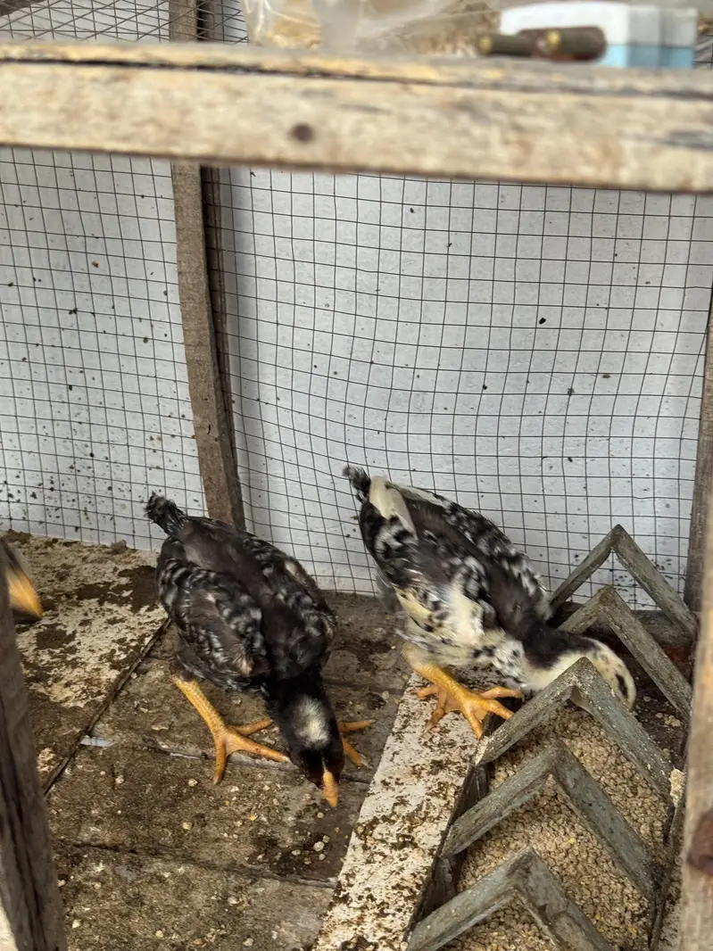 3 Coco King Shamo — photo 6