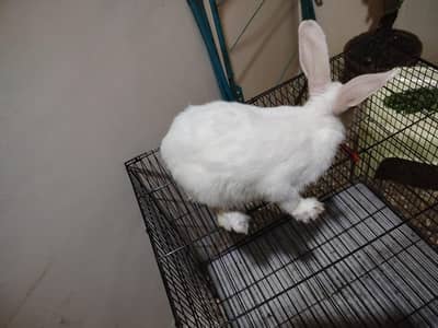 female rabbit