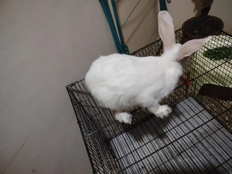 female rabbit