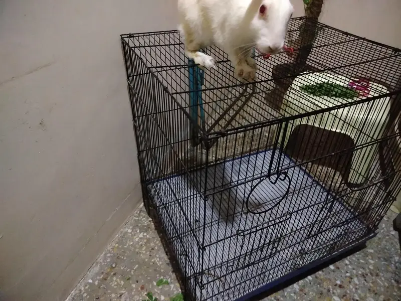 female rabbit — photo 2
