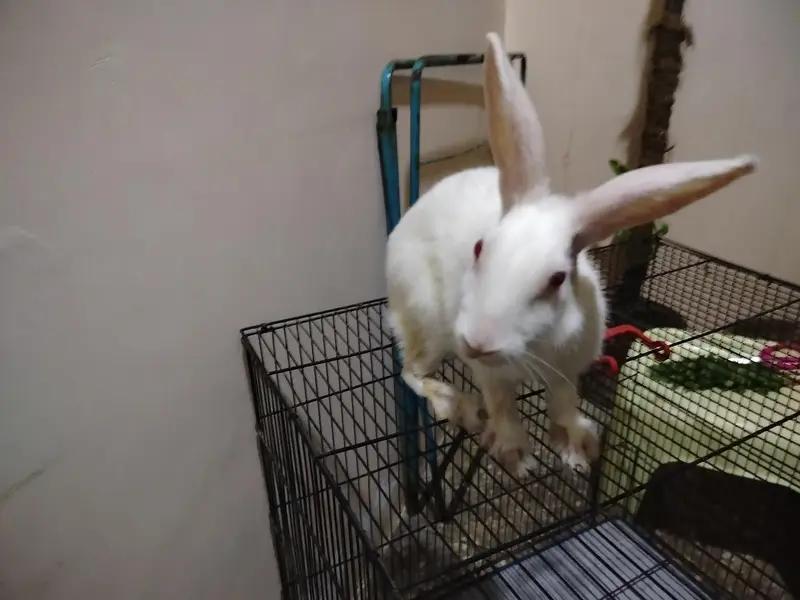female rabbit — photo 3