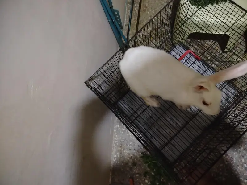 female rabbit — photo 4
