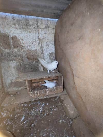 patti wala male