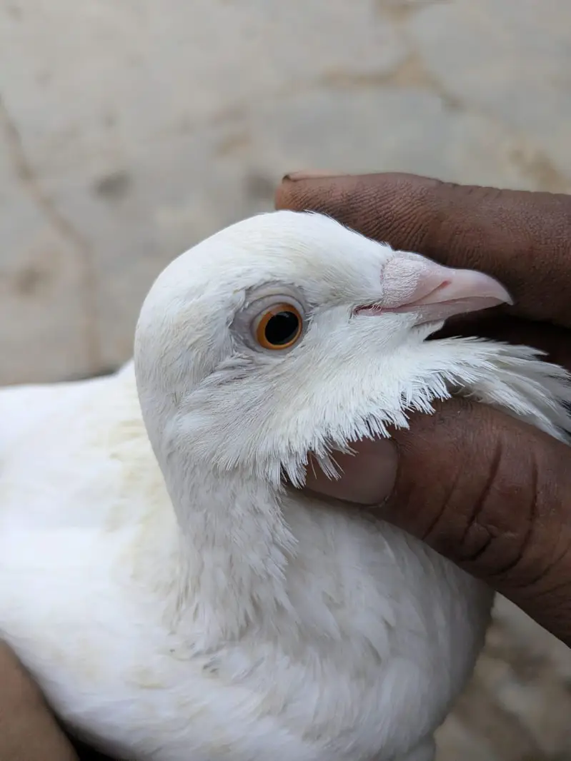 patti wala male — photo 2