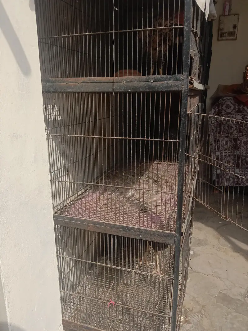 asel murga main Vali or 1 patha — photo 3