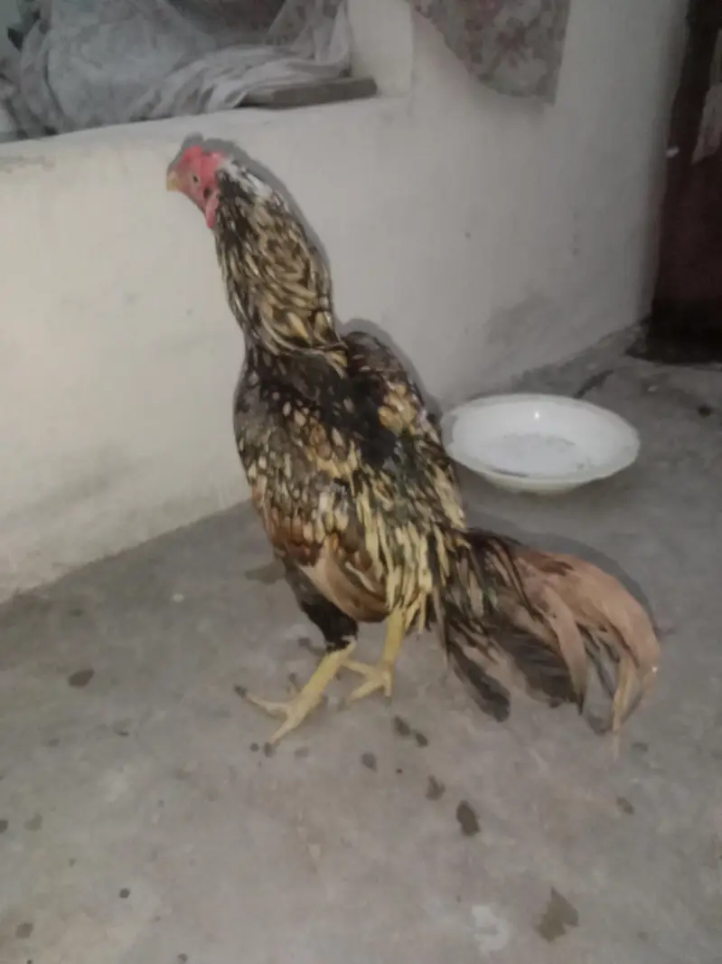 asel murga main Vali or 1 patha — photo 5