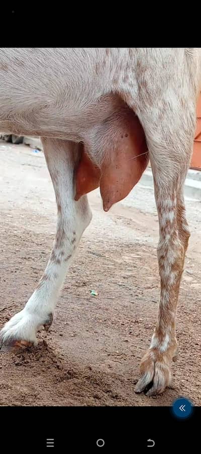 maka cheeni bicer ciros h  dhoot Dari h 2 3 month ki  ciros h