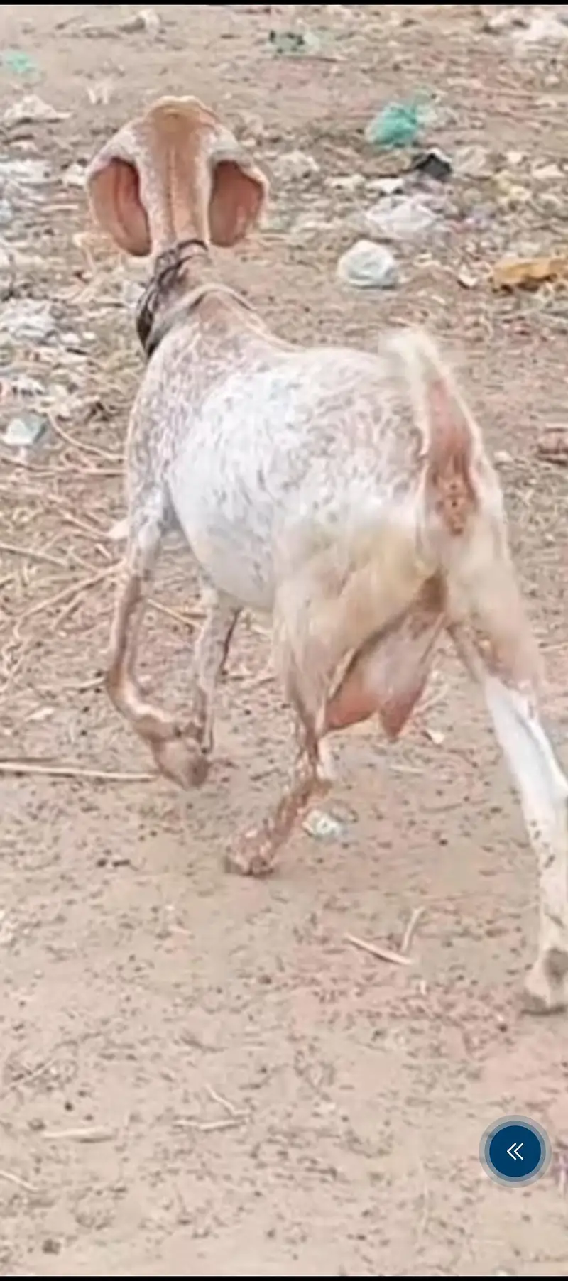 maka cheeni bicer ciros h  dhoot Dari h 2 3 month ki  ciros h — photo 2