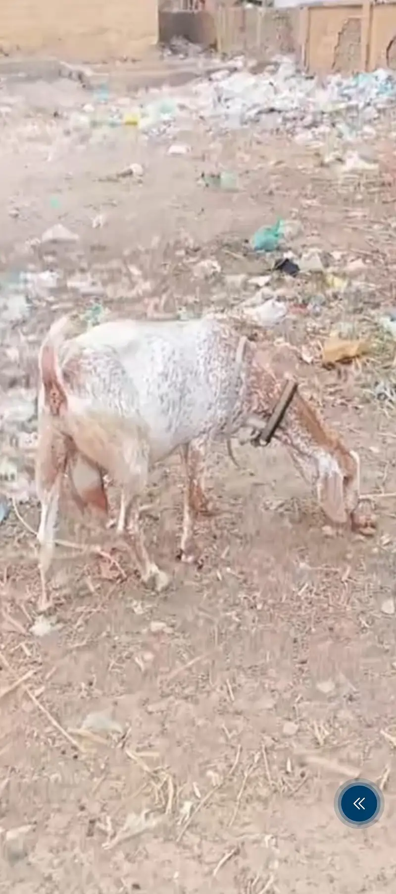 maka cheeni bicer ciros h  dhoot Dari h 2 3 month ki  ciros h — photo 3
