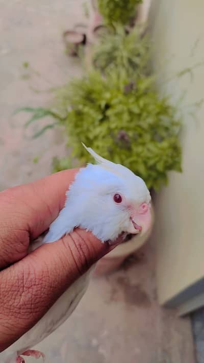 Eno Red Eyes Cockatiel Breeder Pair For Sale