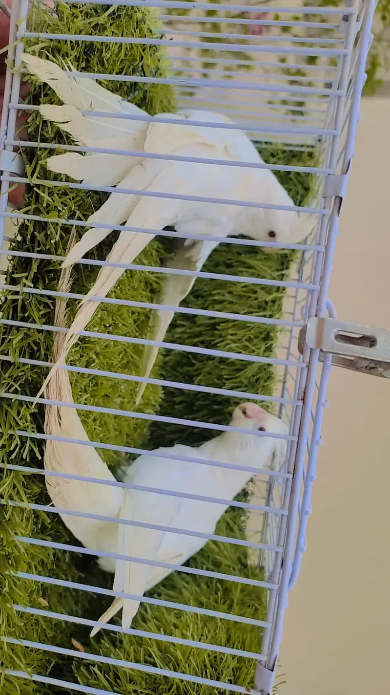 Eno Red Eyes Cockatiel Breeder Pair For Sale — photo 2