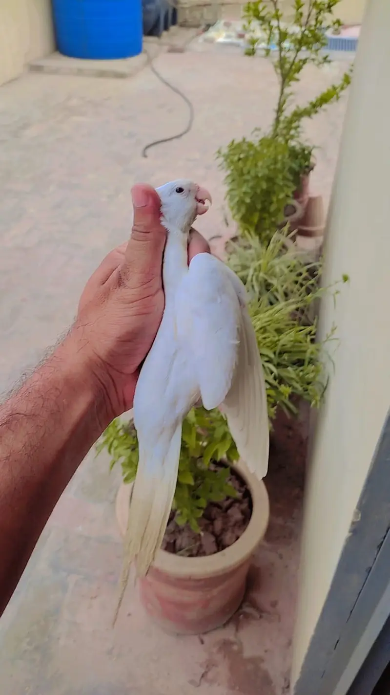 Eno Red Eyes Cockatiel Breeder Pair For Sale — photo 3