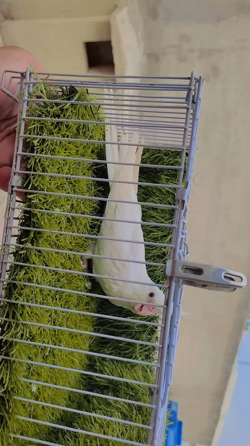 Eno Red Eyes Cockatiel Breeder Pair For Sale — photo 4