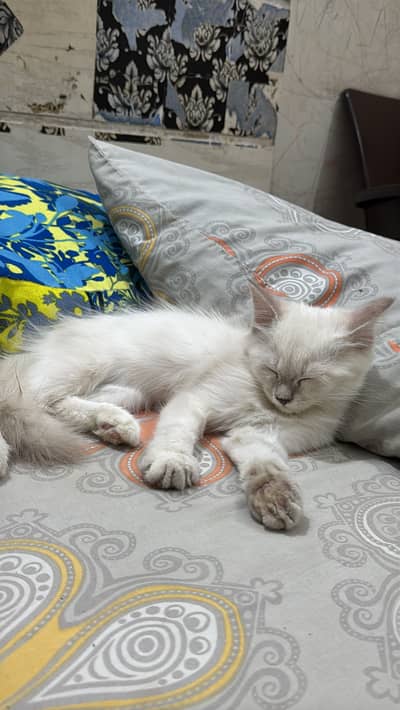 Persian female baby white and silver active baby