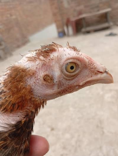 aseel patha age of 6 months pure breed 6 available